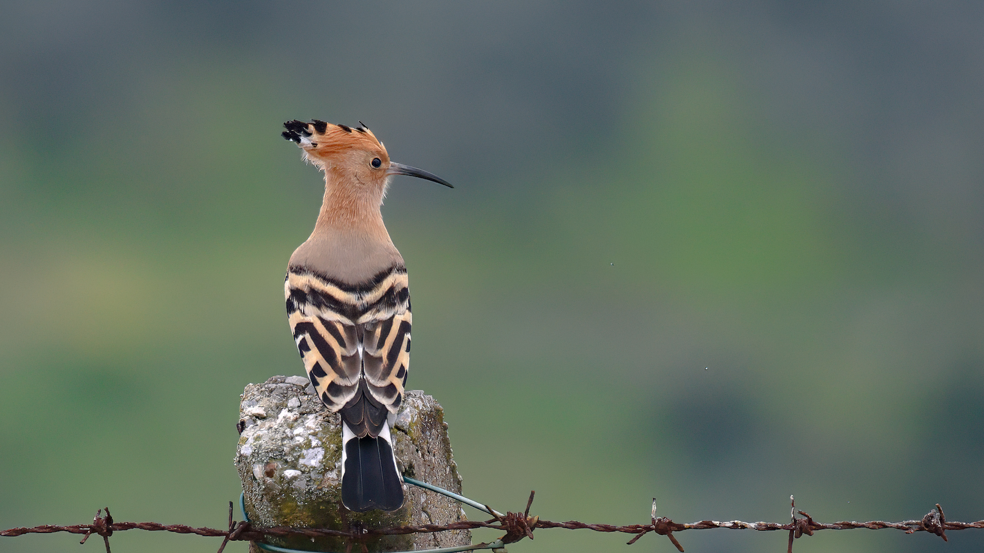 Eurasian Hoopoe